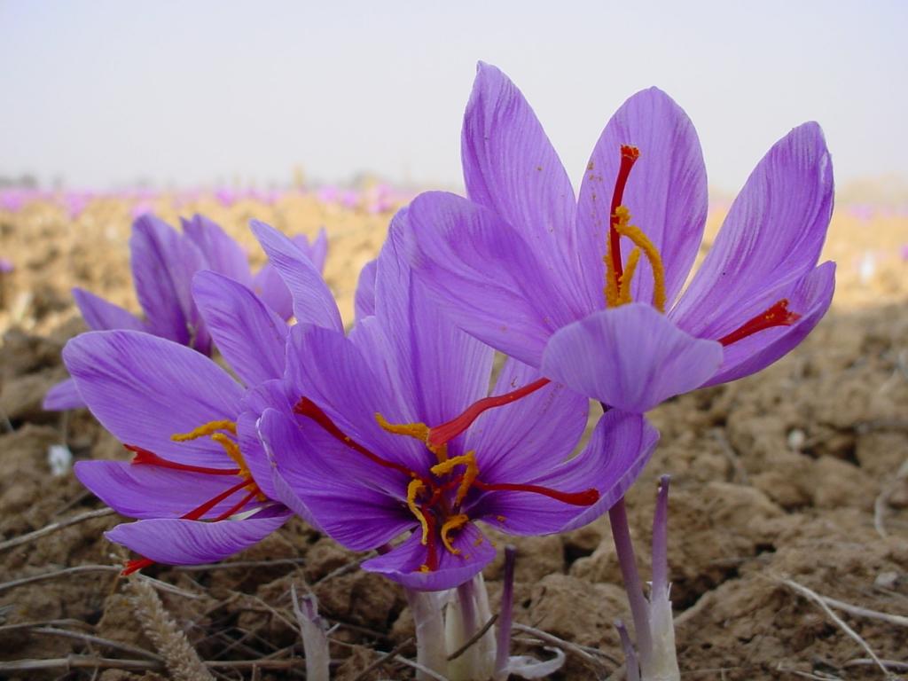 طرز استفاده از گلبرگ زعفران