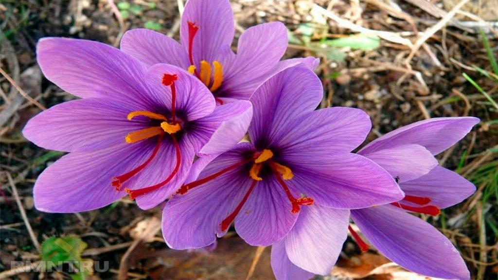 گل زعفران برای چی خوبه؛ خواص و مضرات دمنوش گلبرگ زعفران در طب سنتی