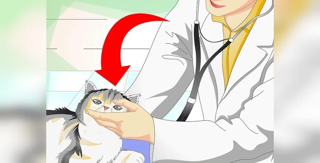 گربه خود را نزد دامپزشک ببرید تا عفونت تحت بررسی قرار گرفته و درمان شود