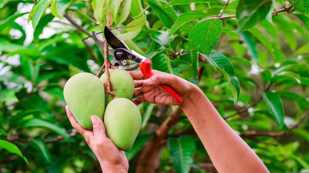 آموزش کاشت درخت انبه در گلدان و باغچه + شرایط نگهداری و برداشت