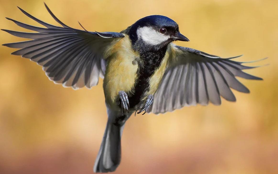 تعبیر خواب پرنده 1