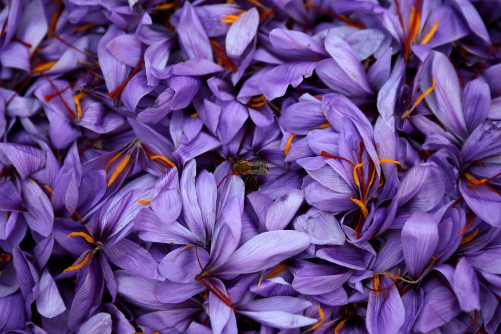 خواص گل زعفران برای بدن