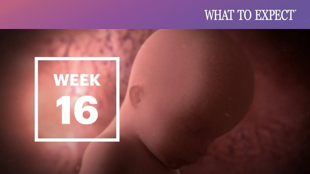 هفته شانزدهم بارداری ماه چند؛ علائم جنین پسر، دختر و تغذیه هفته 16