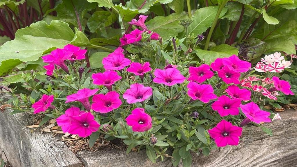 علت پژمرده شدن گل اطلسی چیست؛ روش هرس و نگهداری از گل اطلسی