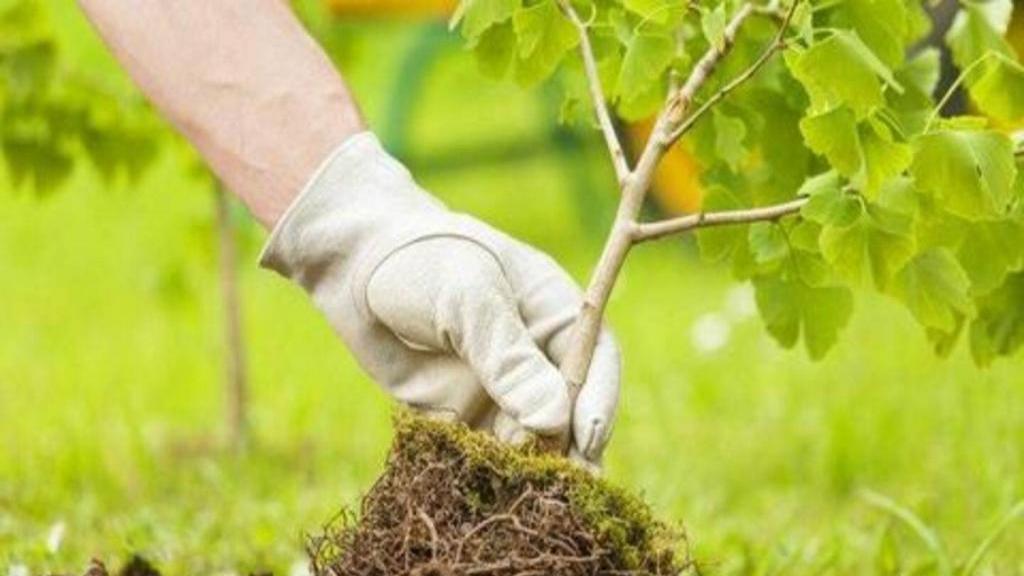 7 انشا در مورد درختکاری با مقدمه و نتیجه زیبا برای همه پایه ها