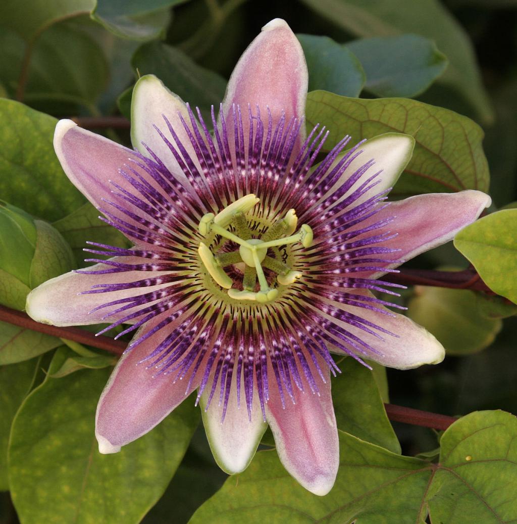 درمان استرس با گیاهان دارویی:گیاه گل ساعتی 