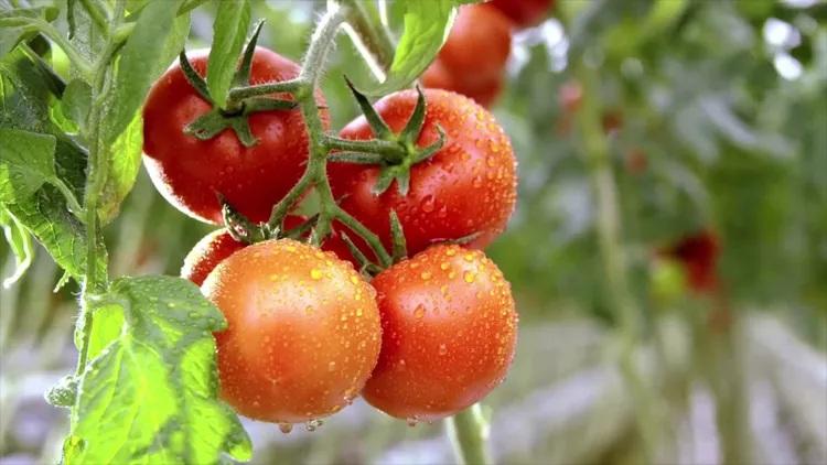 علت رایج زردی برگ گوجه‌فرنگی 5