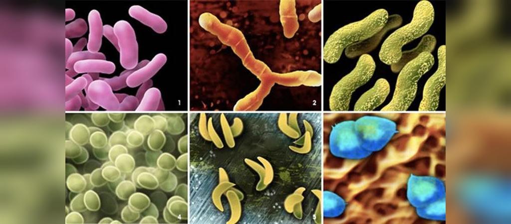 کدام میکروب ها بیشترین آسیب را ایجاد می کنند؟
