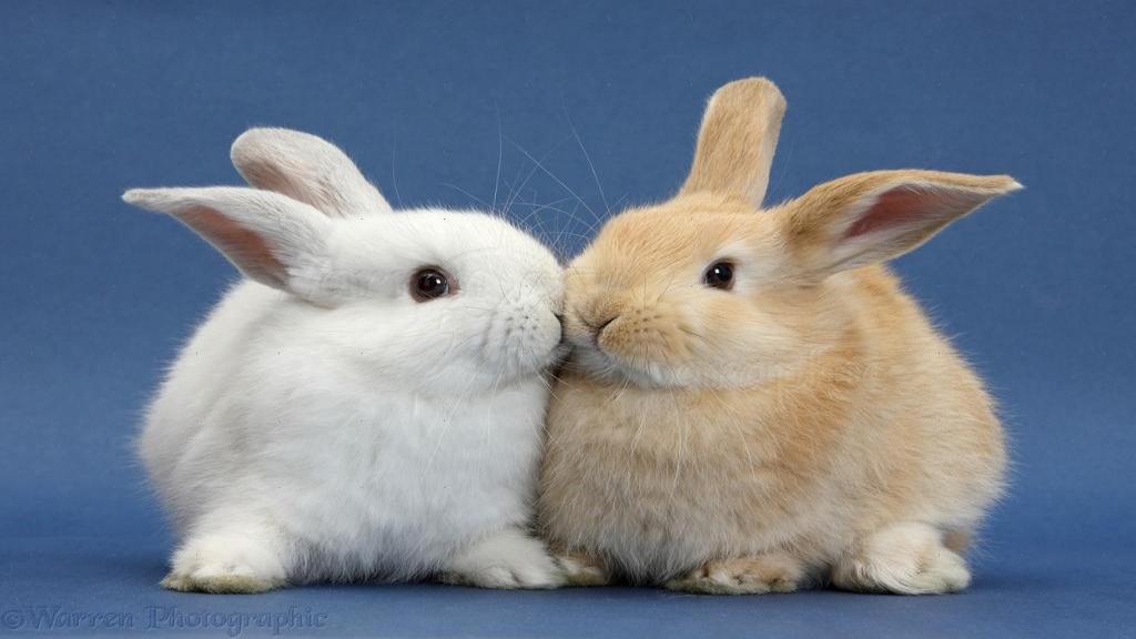 آموزش تصویری روش های صحیح تربیت و اهلی کردن خرگوش