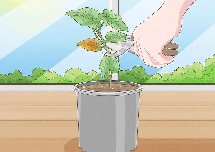 نحوه کاشت تاک های سیب زمینی شیرین 12