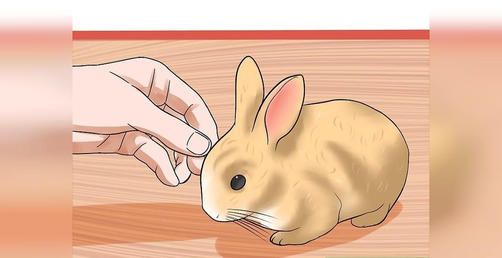 چطور یک خرگوش را رام کنیم