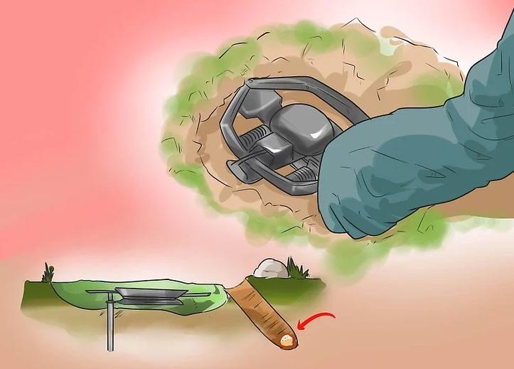 روش&zwnj;های به دام انداختن کایوت 7