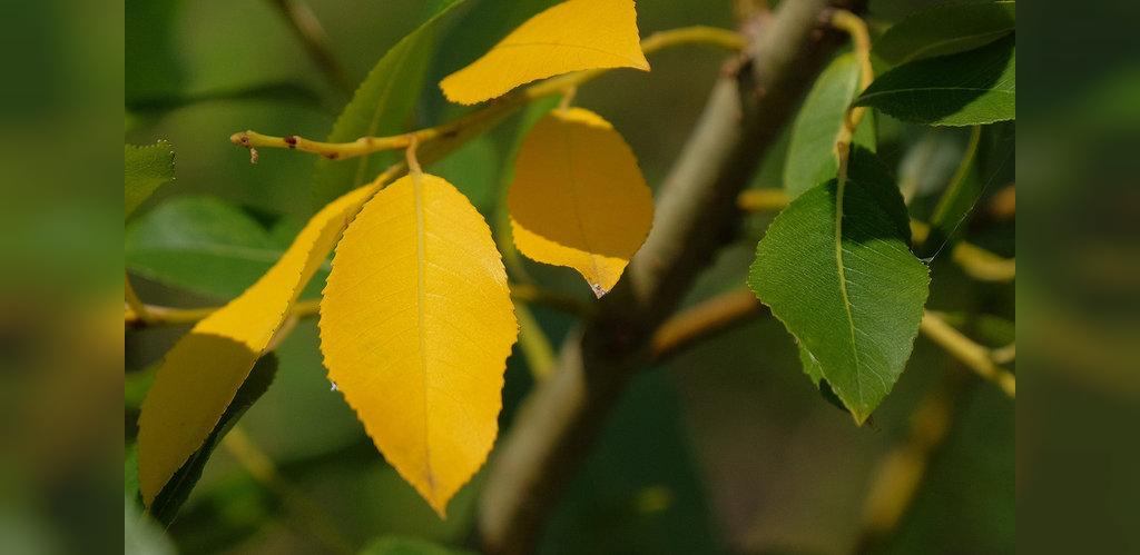 دلایل زرد  شدن برگ گیاهان خانگی
