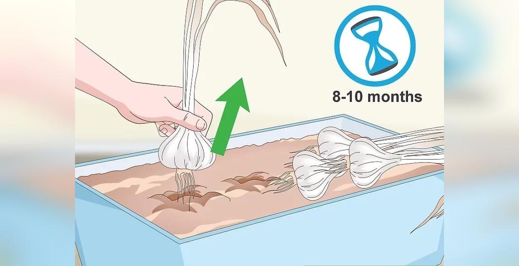 روش کاشت سیر در گلدان خانه