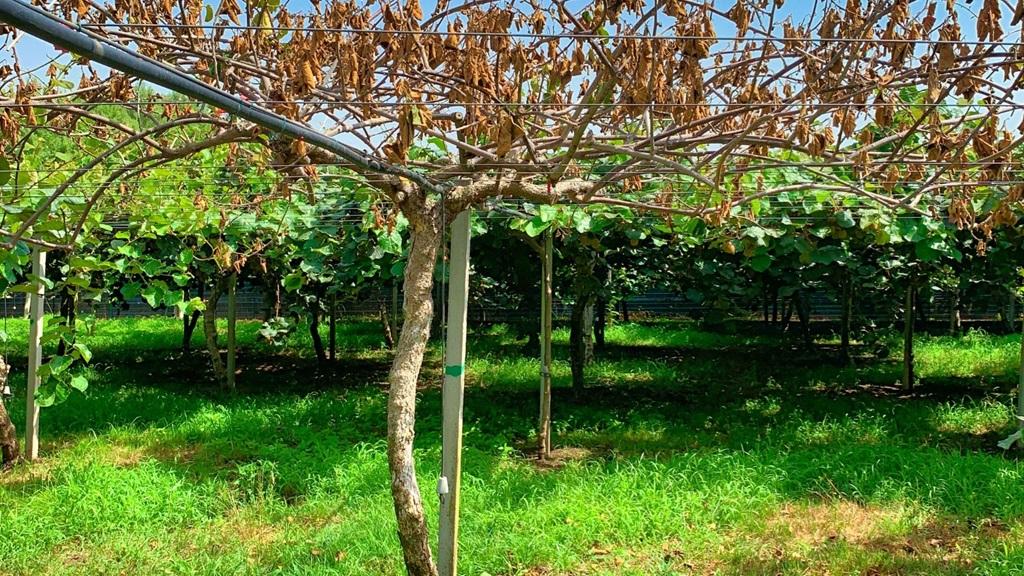 چرخه حیات کاشت کیوی پربار