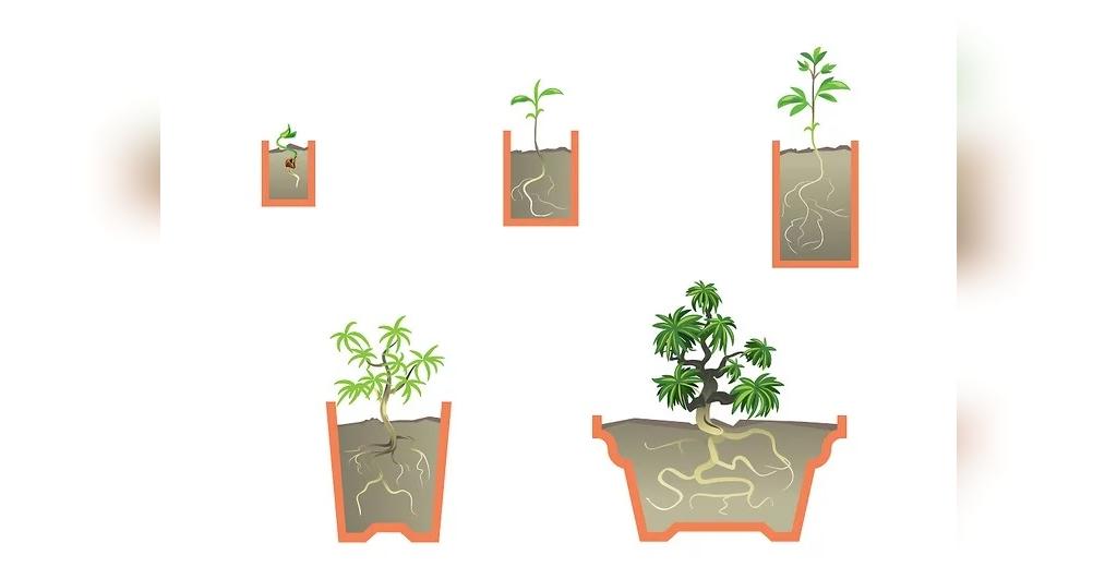ساخت و پرورش درخت بونسای به 2 روش مختلف