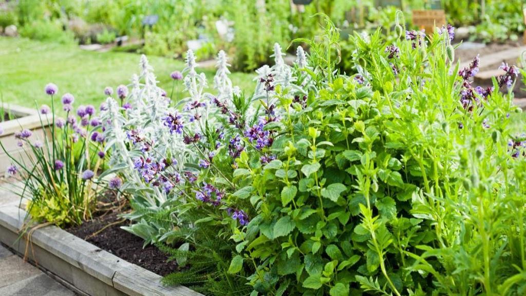 نحوه کاشت صحیح گیاهان دارویی شفا بخش در خانه + زمان کاشت و خواص