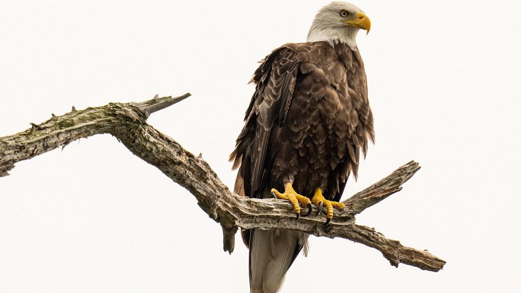 تفسیر کلی خواب عقاب