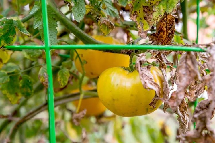 علت رایج زردی برگ گوجه‌فرنگی 10