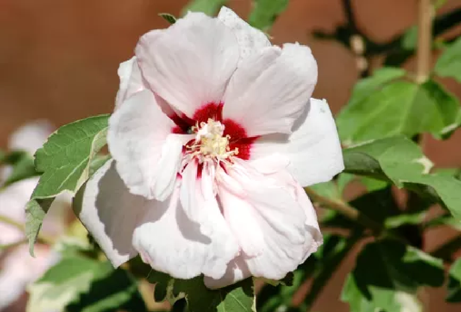 درختچه گلدار برای باغچه: ختمی درختی