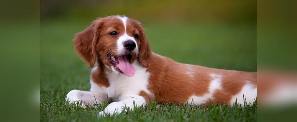 سگ بریتانی اسپانیل؛ از وفادارترین نژاد سگ ها
