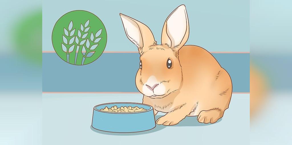 غذای مناسب خرگوش