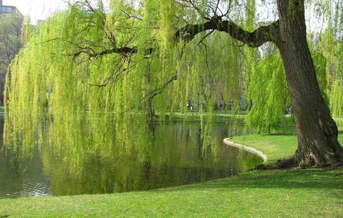 تعبیر خواب درخت بید 2