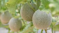 روش کاشت طالبی در گلدان و مزرعه؛ زمان و شرایط نگهداری طالبی