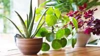 فواید نگهداری از گیاهان و گلهای آپارتمانی برای سلامت روح و جسم