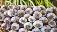 فواید و کاربرد استفاده از سیر در باغچه برای کنترل آفات و گیاهان سالم