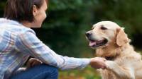 چگونه با سگ تازه وارد و ناشناس دوست شویم