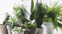 بهترین گیاهان خنک کننده هوا؛ 11 گل آپارتمانی برای کاهش دمای خانه