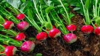 روش کاشت تربچه در باغچه خانه + زمان پرورش و شرایط نگهداری