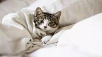 از بین بردن و پاک کردن لکه و بوی ادرار گربه از روی تشک و رختخواب