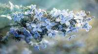 شرایط نگهداری و روش مراقبت از گل هیدرانسیا (گل ادریسی) در زمستان
