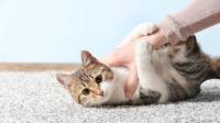 آموزش تربیت گربه خانگی؛ روش صحیح برخورد و تنبیه کردن گربه