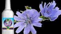 خواص عرق کاسنی برای مردان و پسردار شدن؛ طریقه مصرف و عوارض کاسنی