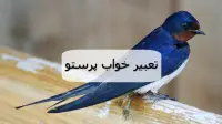 تعبیر خواب پرستو؛ معنی دیدن لانه، جوجه پرستو سیاه و سفید در خواب