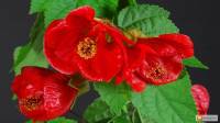 شرایط پرورش و نگهداری گل افرا قرمز (افرای گلدار) در منزل؛ تکثیر و هرس