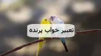 تعبیر خواب پرنده؛ معنی دیدن پرنده مرده، رنگارنگ و سیاه سفید در خواب