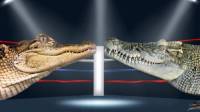 فرق و تفاوت تمساح و کروکودیل چیست و کدام یک خطرناکتر است