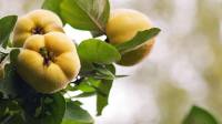 پوست میوه به برای چی خوبه؛ خواص پوست و میوه به خشک شده در طب سنتی