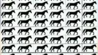 معمای تصویری با جواب؛ بازی فکری تشخیص اسب های 3 پا در 9 ثانیه