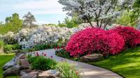 بهترین درختچه های گلدار برای باغچه زینتی و مقاوم + شرایط نگهداری