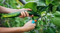 نکات هرس بوته خیار برای رشد بهتر، نگهداری آسان و برداشت فراوان