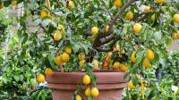 روش کاشت درخت لیمو ترش در باغ و گلدان + شرایط پرورش، آفات و برداشت آن