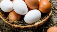 تفاوت تخم مرغ سفید و تخم مرغ قهوه ای و کدام بهتر و سالم تر است
