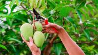 آموزش کاشت درخت انبه در گلدان و باغچه + شرایط نگهداری و برداشت
