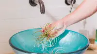 نحوه صحیح آبیاری گیاهان هوازی (Tillandsia) بدون پوسیدگی