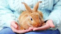 بیماری های شایع خرگوش خانگی و علائم و درمان آنها